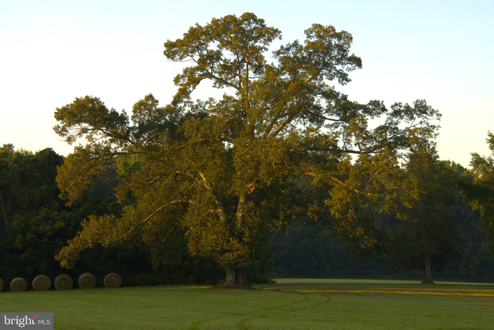 NONE  NO HOA - Residential