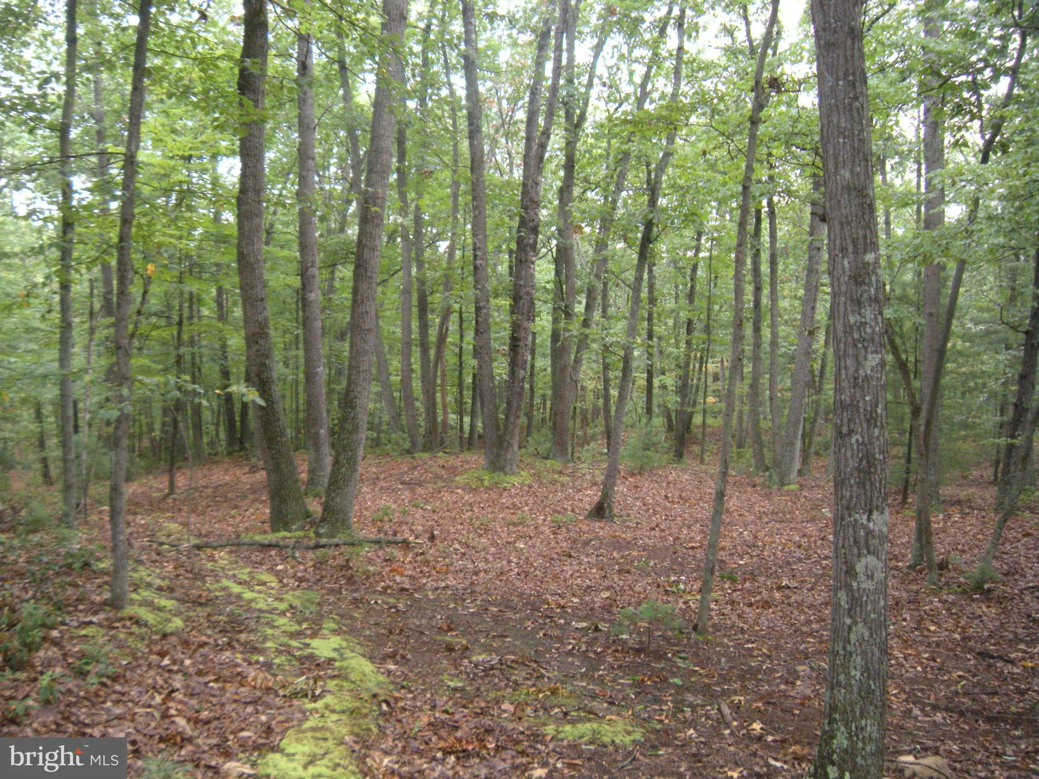 Sec 1 Lot 31 High Cliff Drive, Capon Bridge, WV 26711