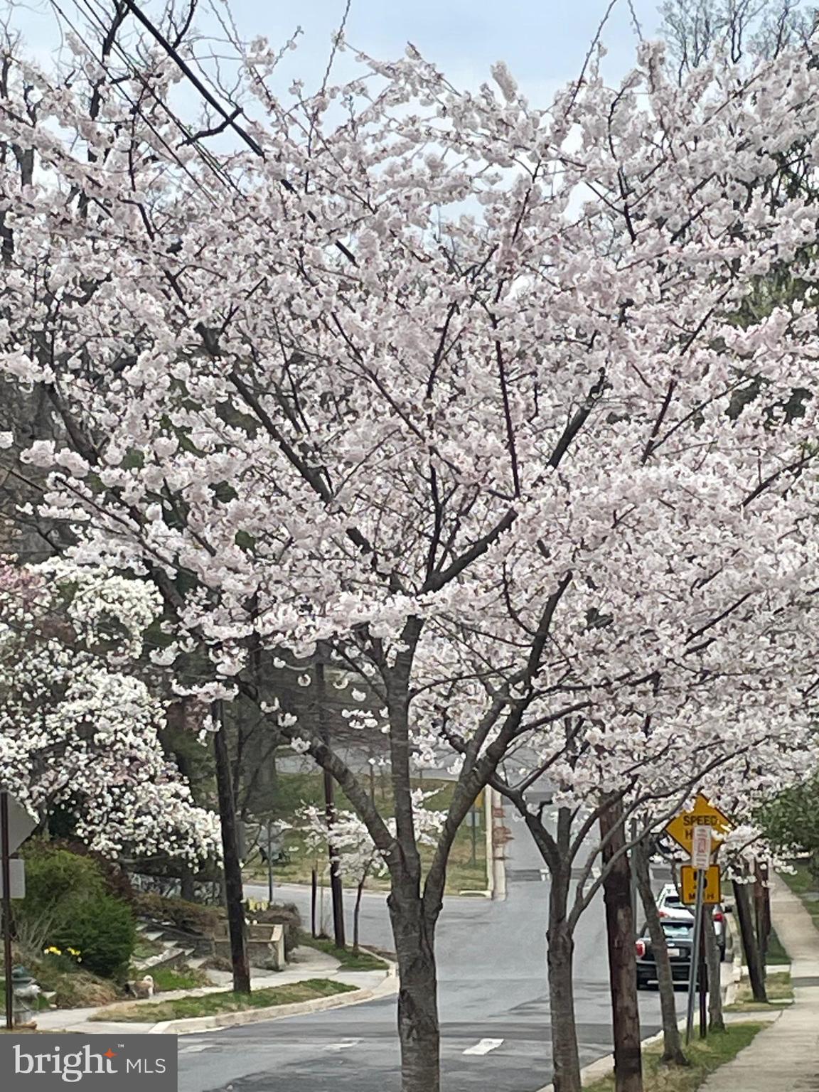 TAKOMA PARK - Residential