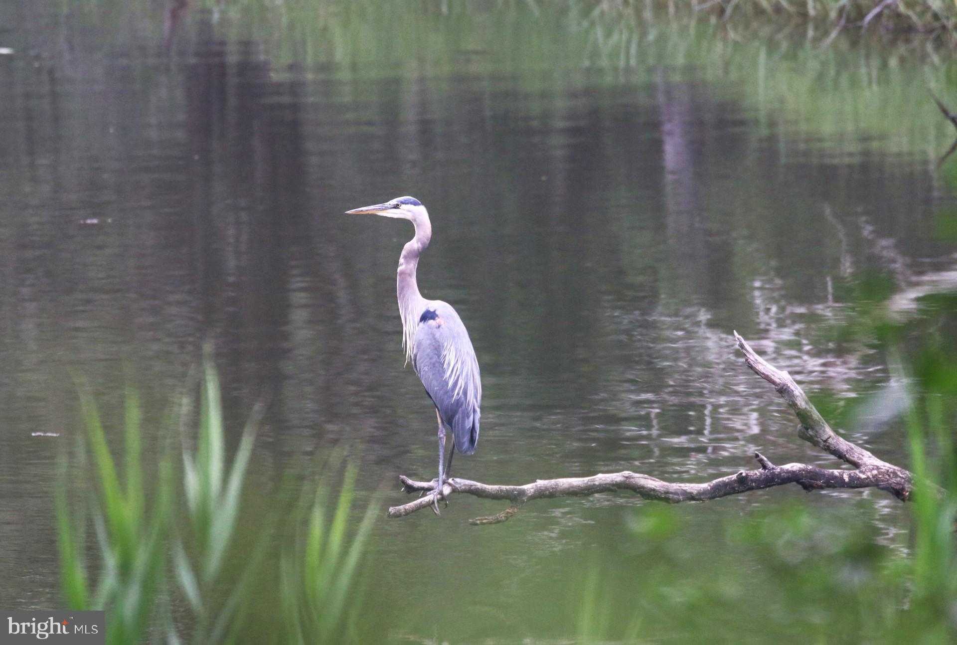 MYRTLE POINT - Residential
