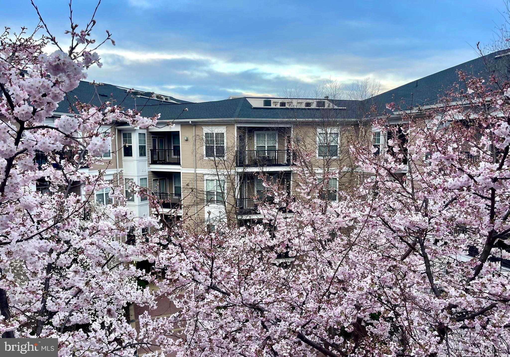 FITZ AT ROCKVILLE TOWN C - Residential