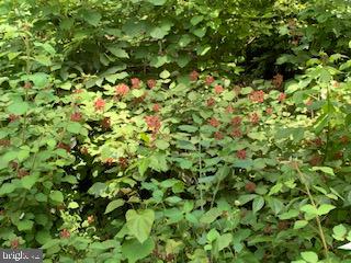 SHEN FARMS MT VIEW - Land