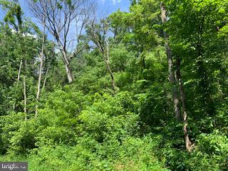 SHEN FARMS MT VIEW - Land