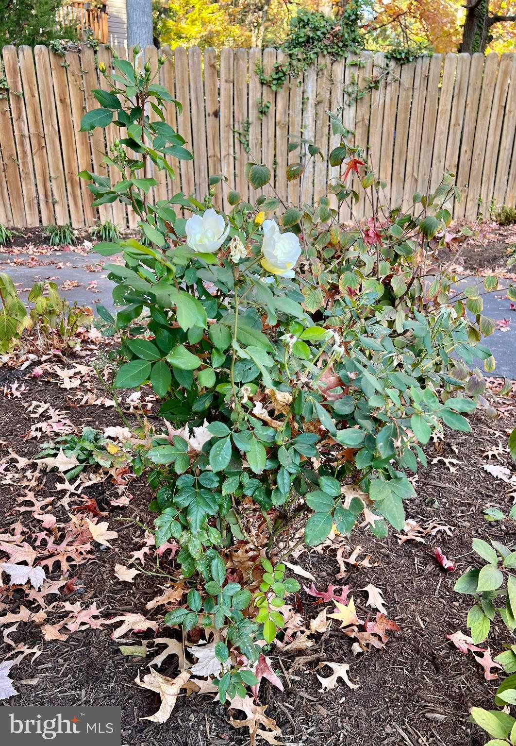 AVALON SHORES - Residential Lease