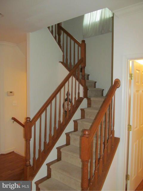 PLANE TREE - Residential