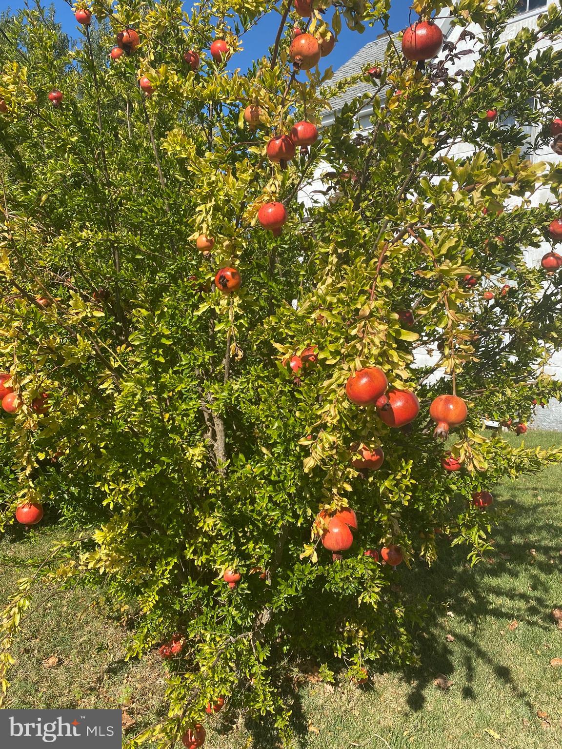 SMITH ISLAND - Residential