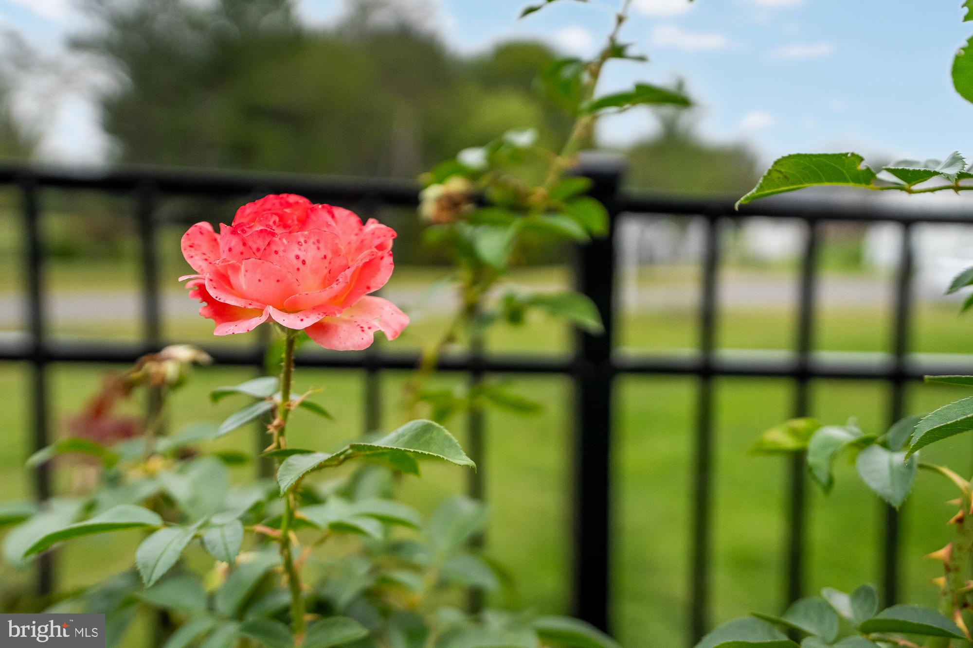 NORTH POTOMAC - Residential