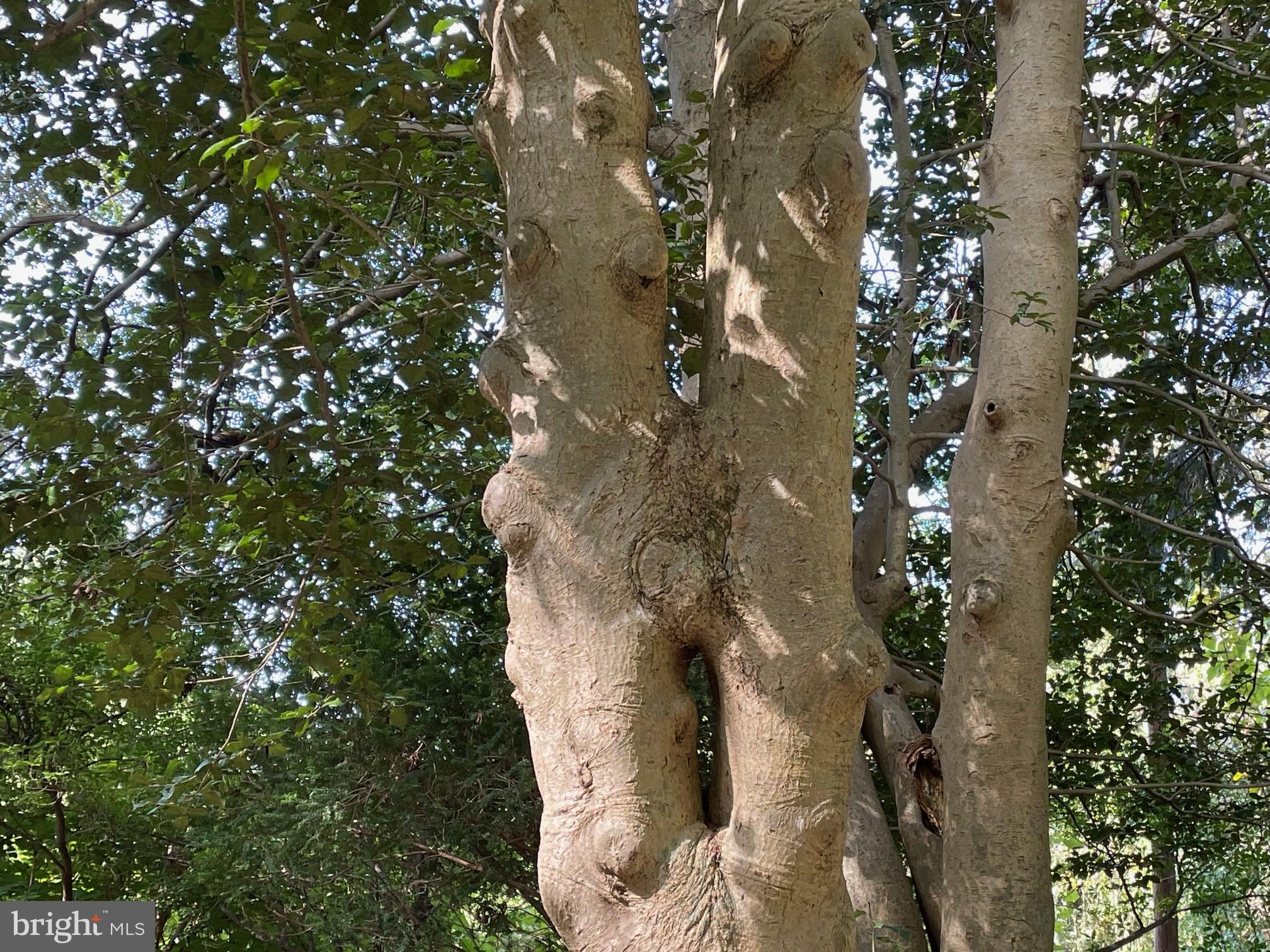 DAVIDSONVILLE - Residential