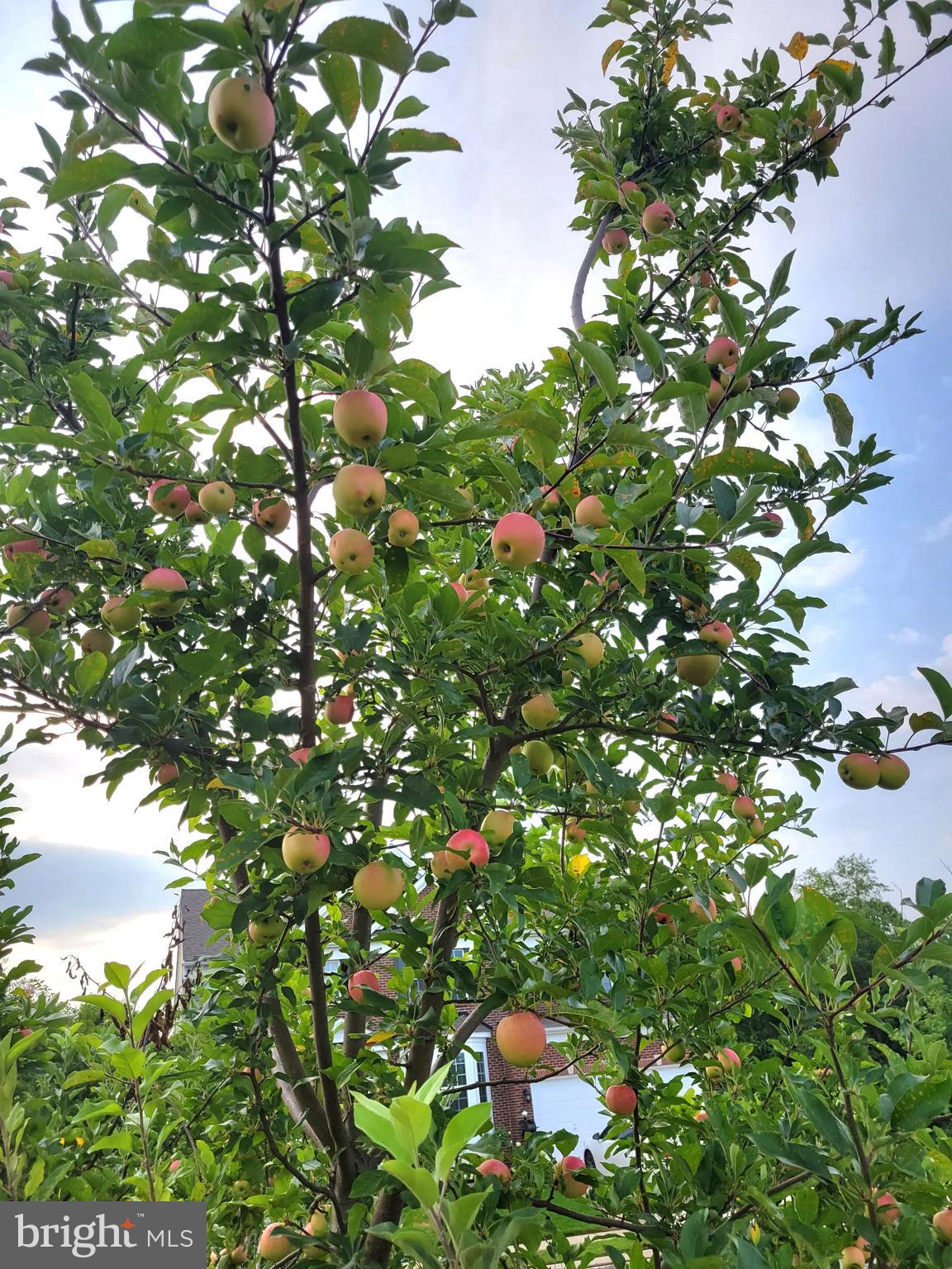 BRAMBLETON - Residential