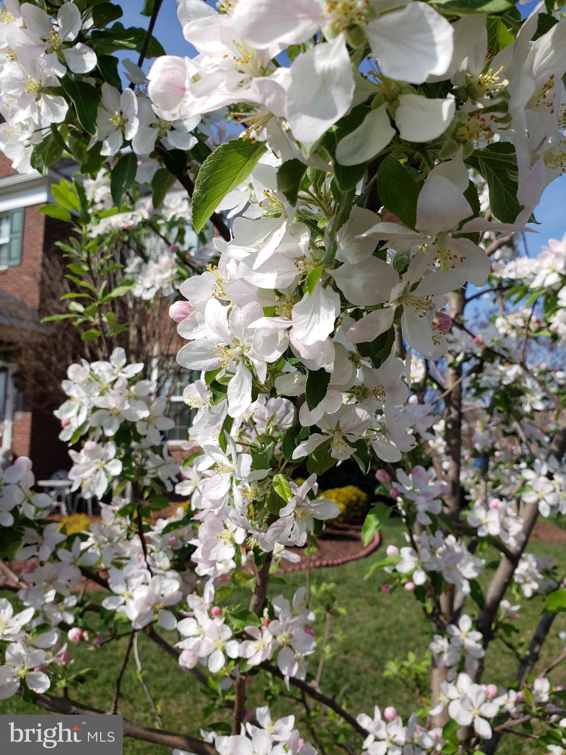 BRAMBLETON - Residential