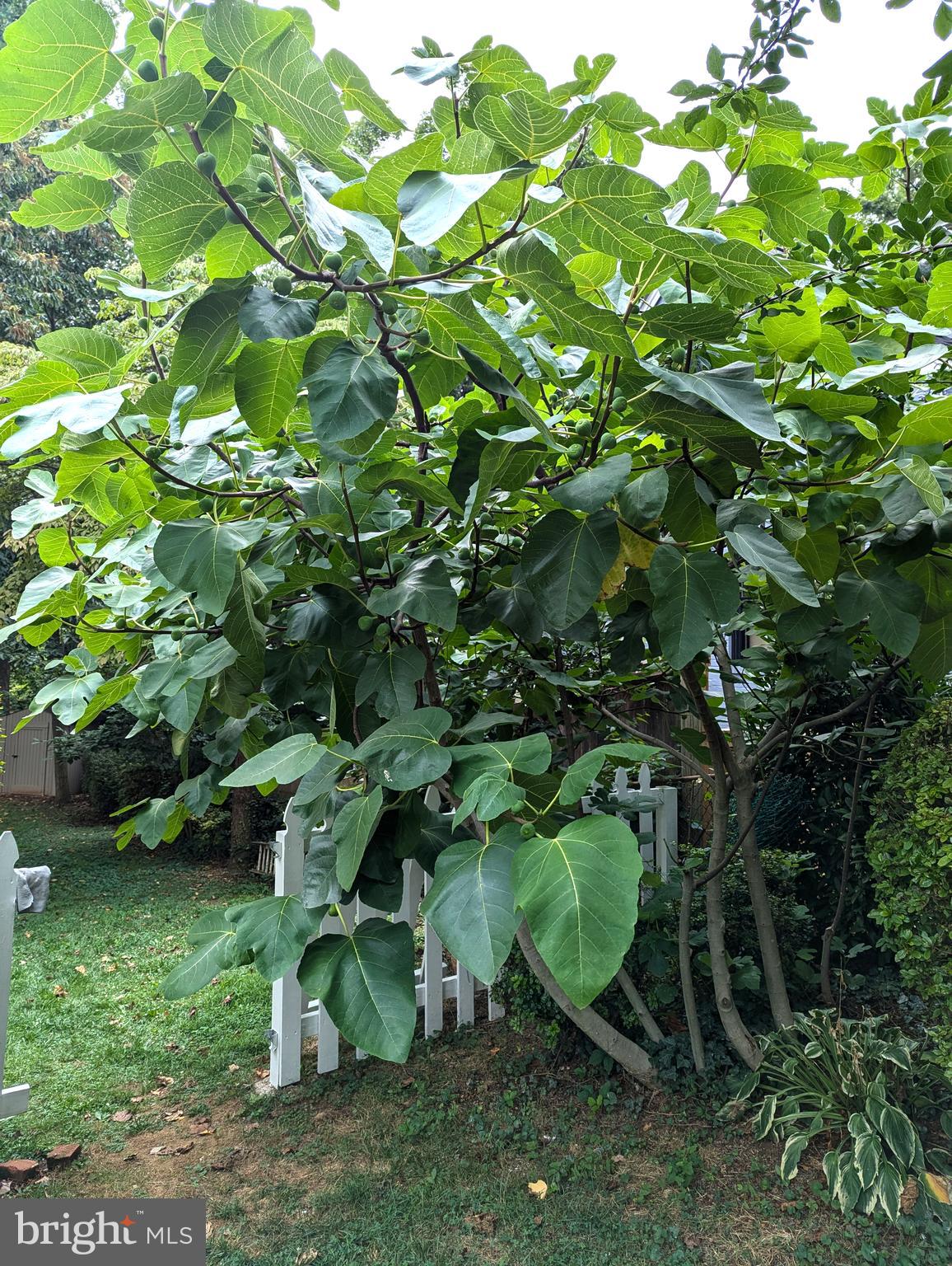 ALTA VISTA - Residential