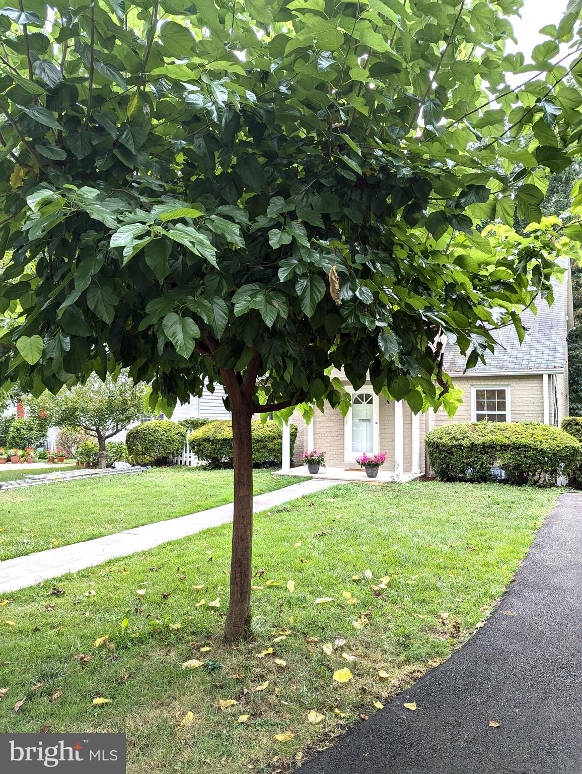 ALTA VISTA - Residential