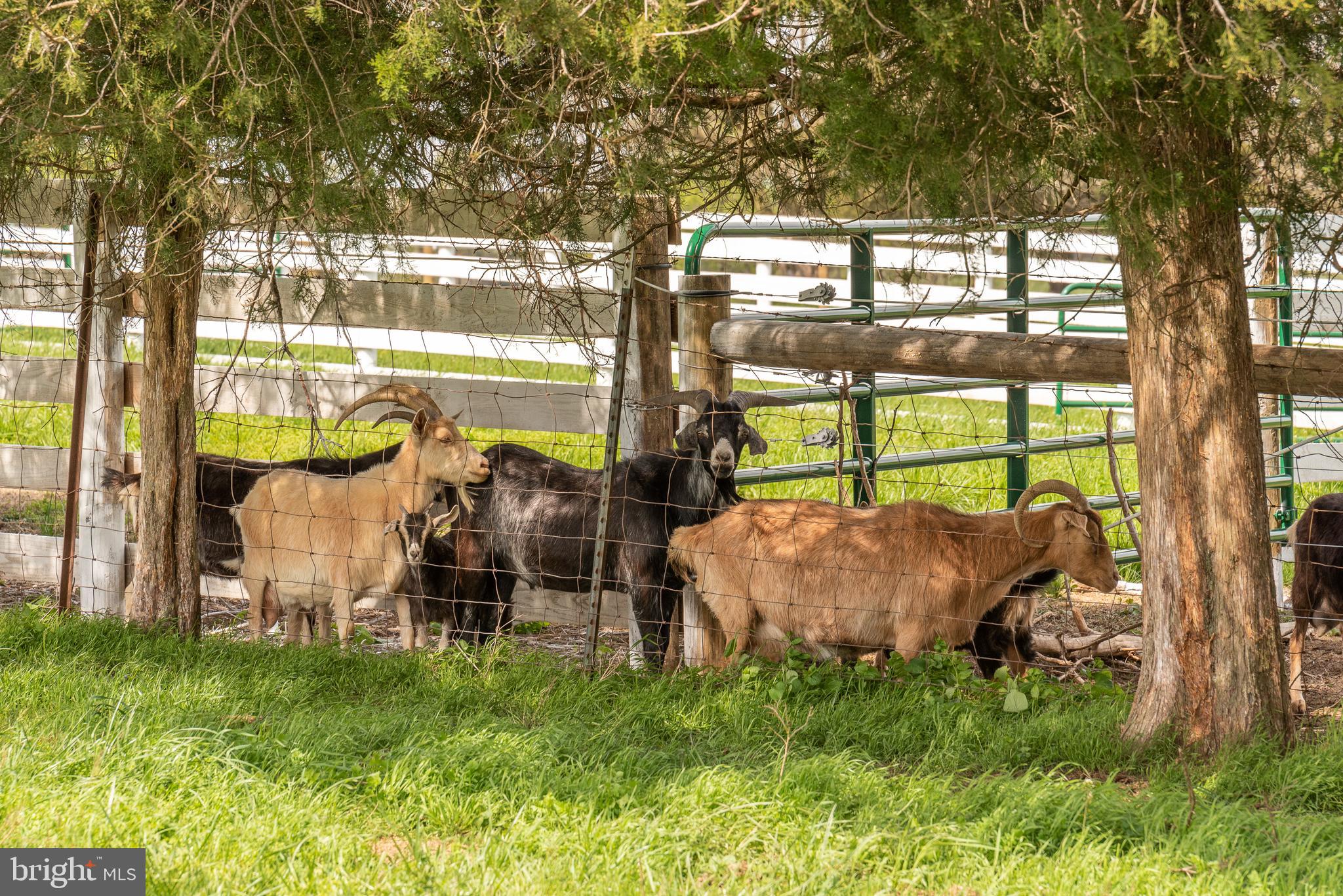 NONE AVAILABLE - Farm