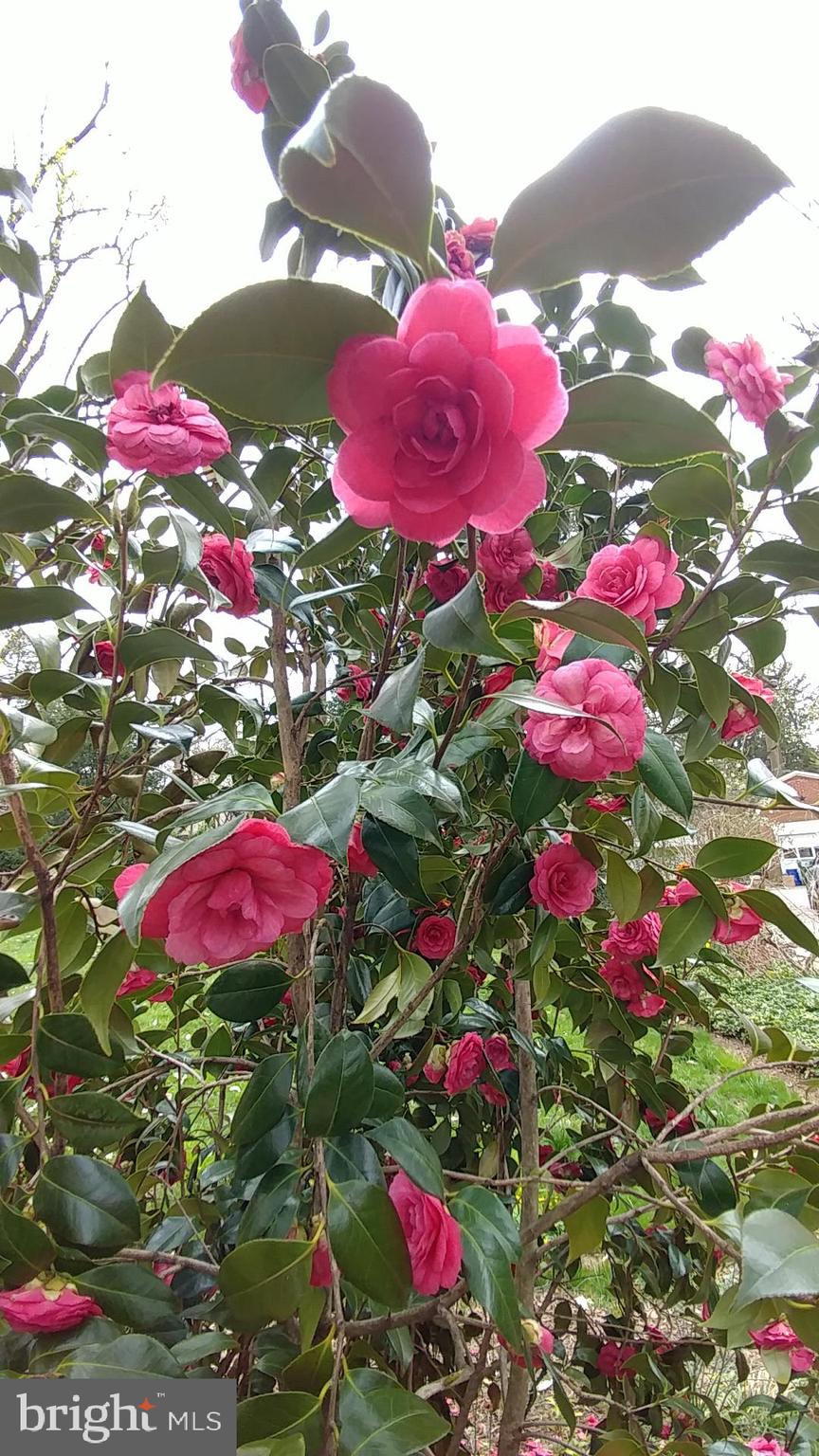 ROLAND PARK - Residential