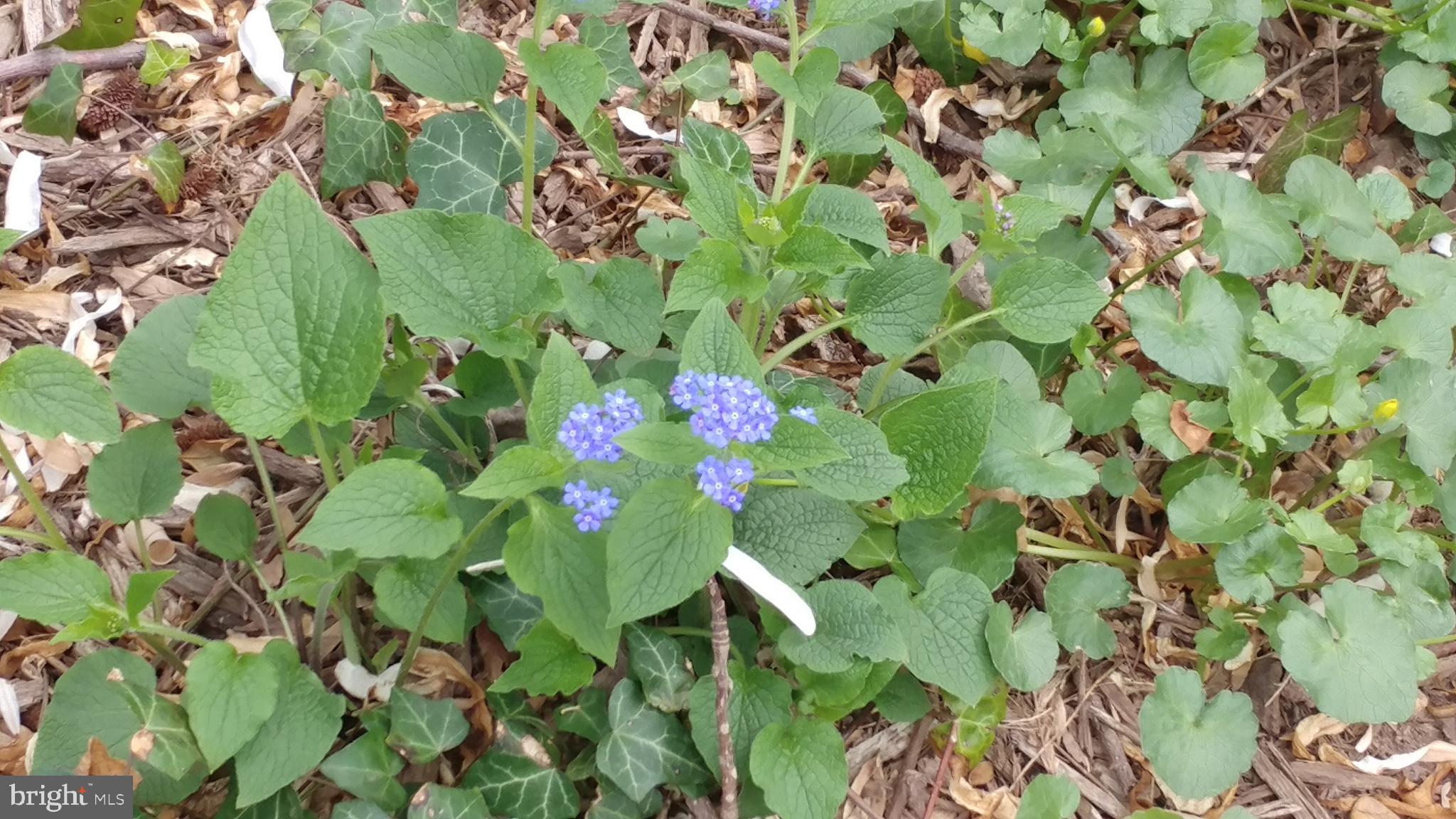 ROLAND PARK - Residential