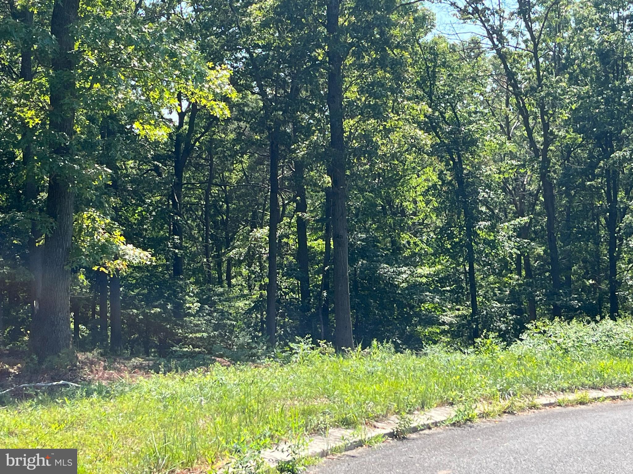 GREENWOOD FOREST - Land