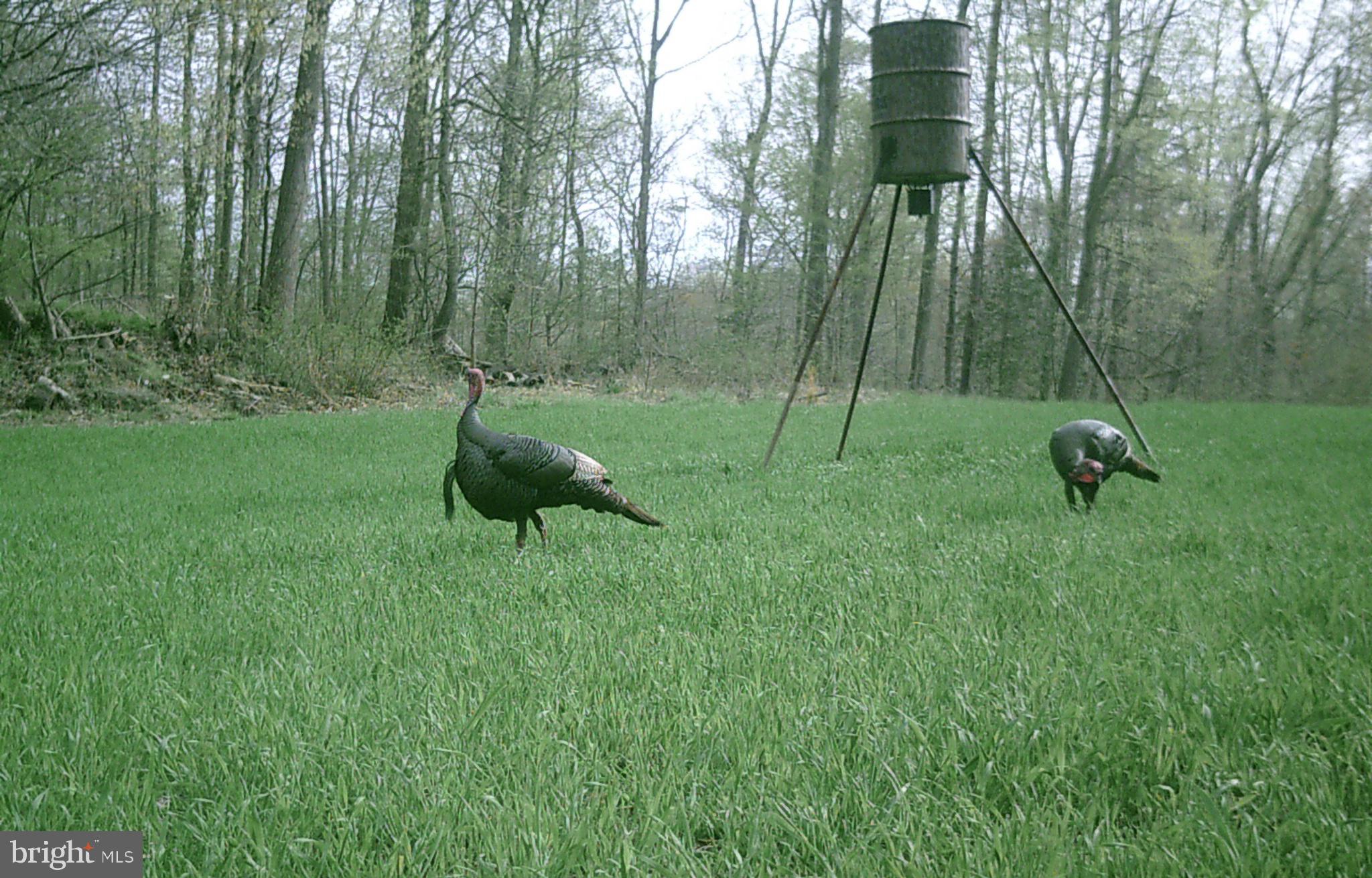 CANOE NECK CREEK - Farm