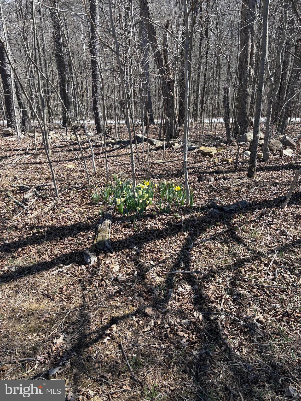 CACAPON RIVER MEADOWS - Residential