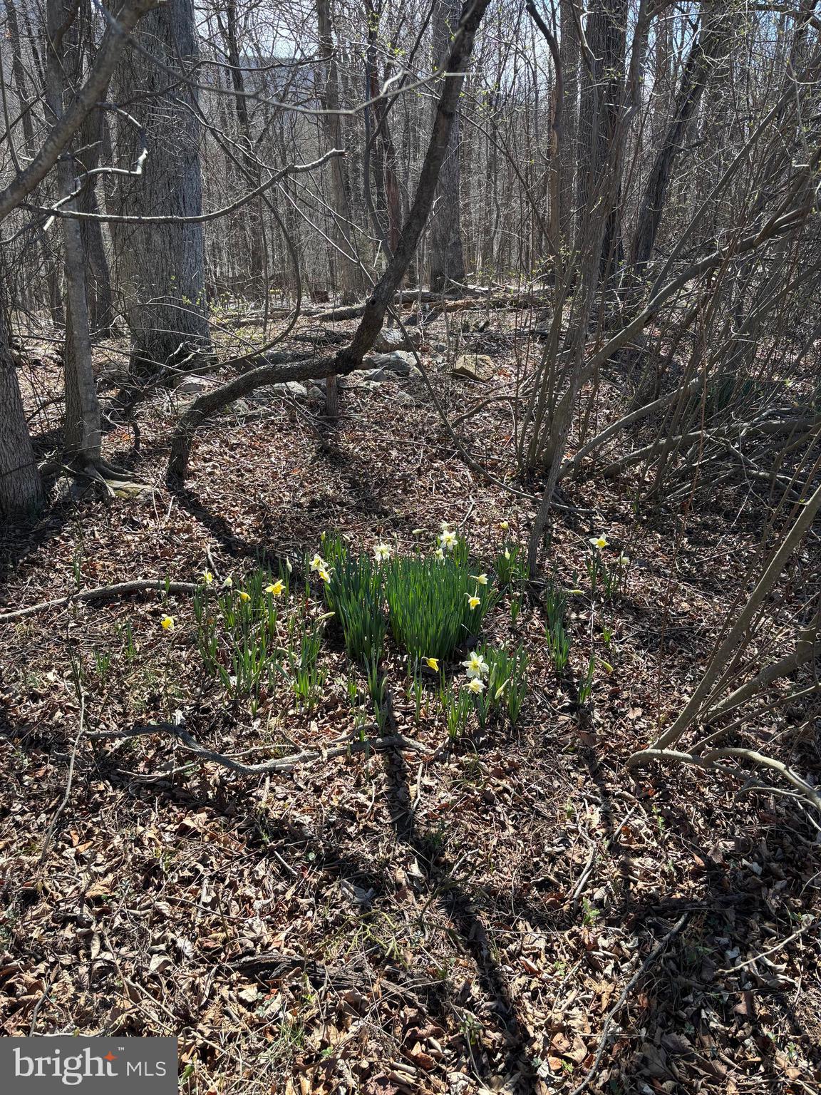 CACAPON RIVER MEADOWS - Residential