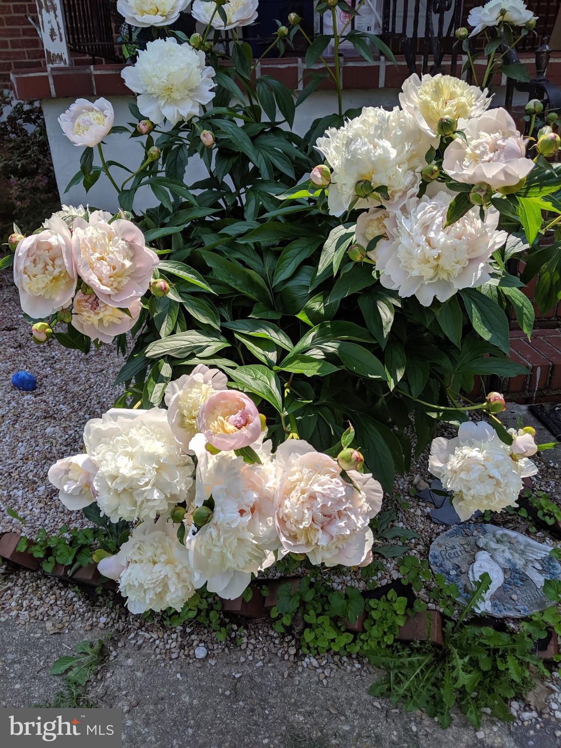 PARKVILLE - Residential