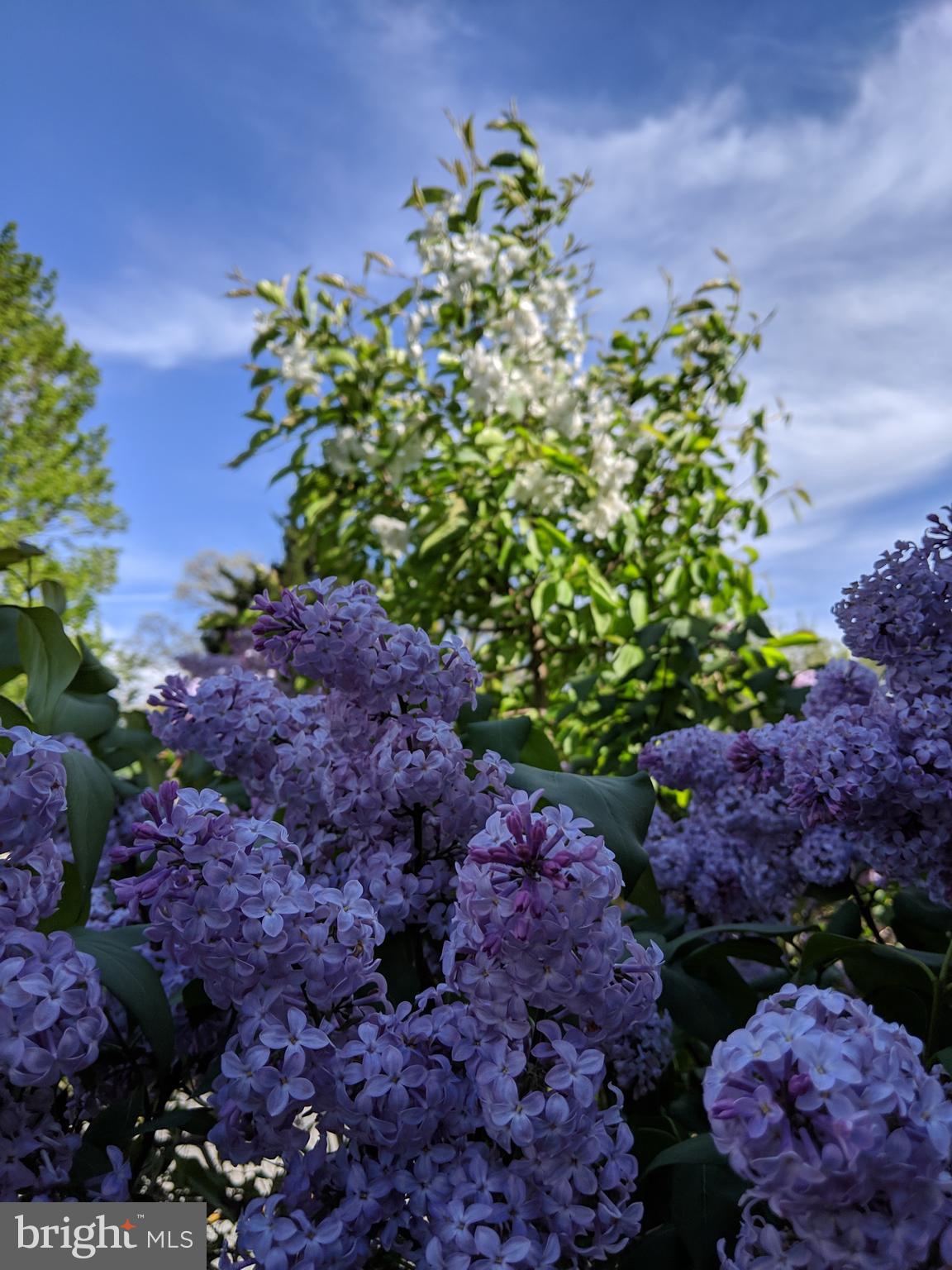 PARKVILLE - Residential