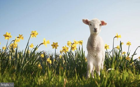 Vacant Land For Sale - LOT Hazlettville Road<br/> HARTLY, DE 19953