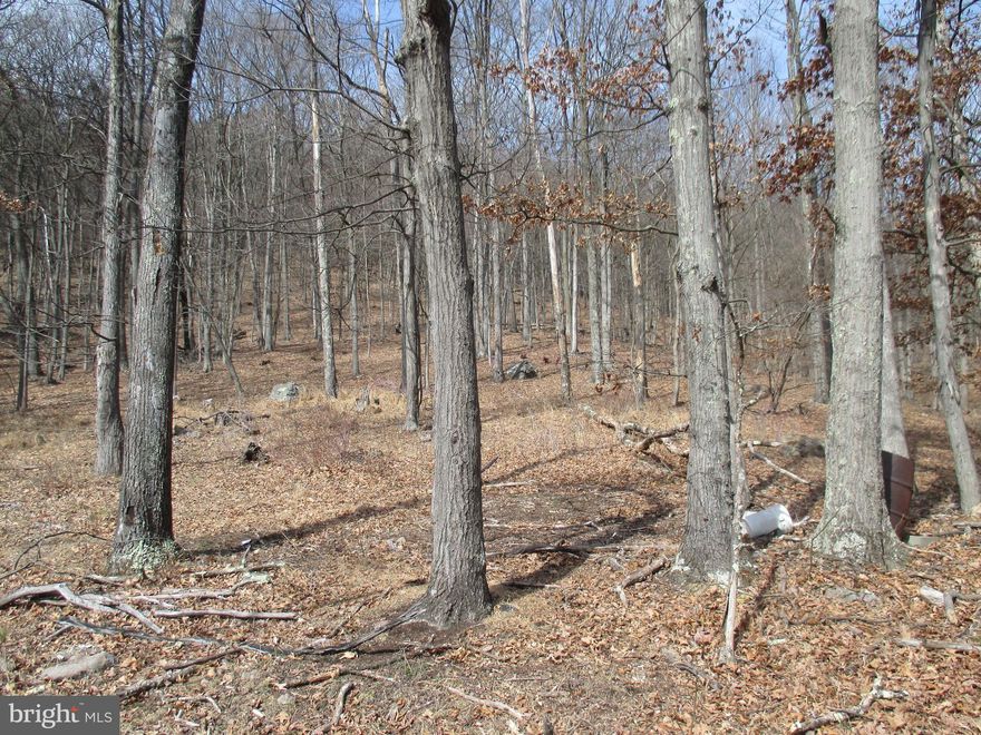 GREAT CHUNK OF WV WOODLAND MINUTES FROM CUMBERLAND, LAVALE, ATK, AND I-68. ALL WOODED WITH LARGE TREES AND FANTASTIC HUNTING OR HIKING. MULTIPLE BUILDING SITES WITH PUBLIC WATER AND SEWER HOOK-UPS AVAILABLE. COME OWN A PIECE OF LAND TO HUNT, HIKE, CAMP, OR JUST RELAX AND WIND DOWN.