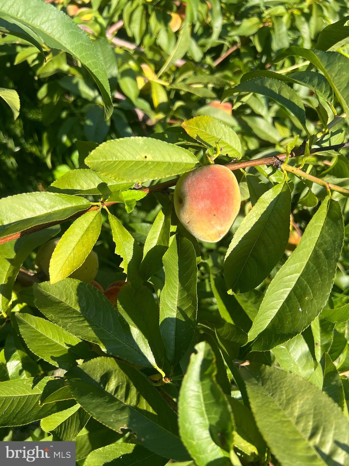 TUXEDO - Residential Lease