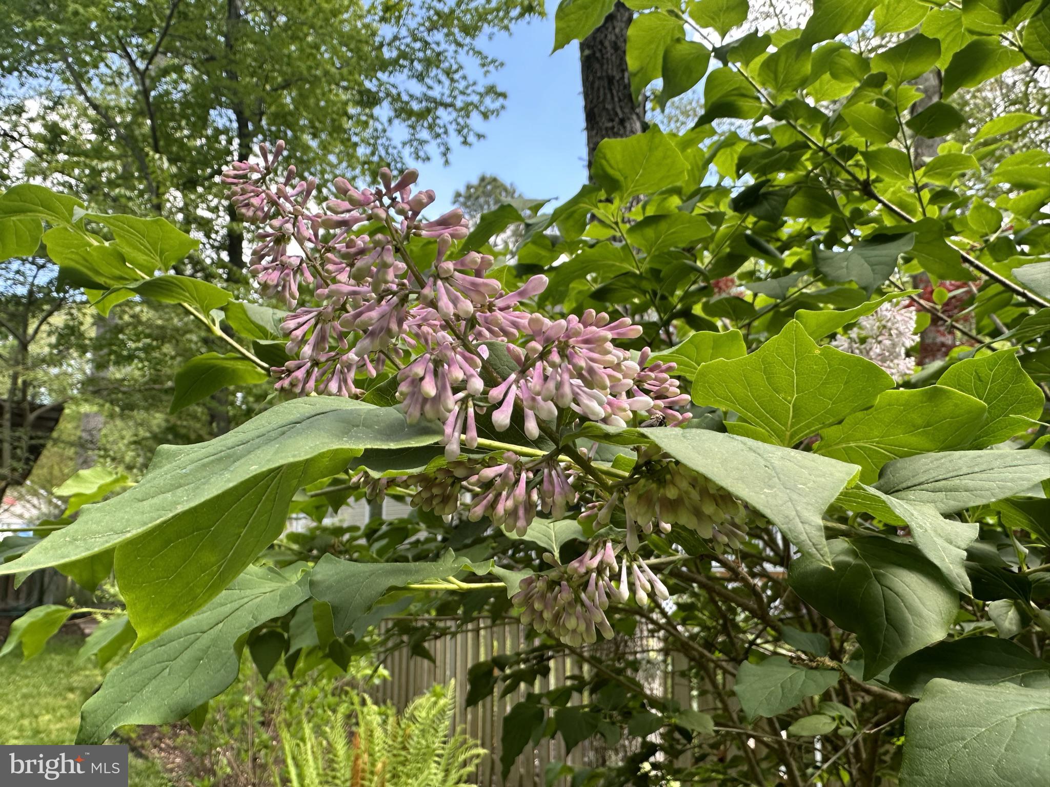 OCEAN PINES - PINEHURST - Residential