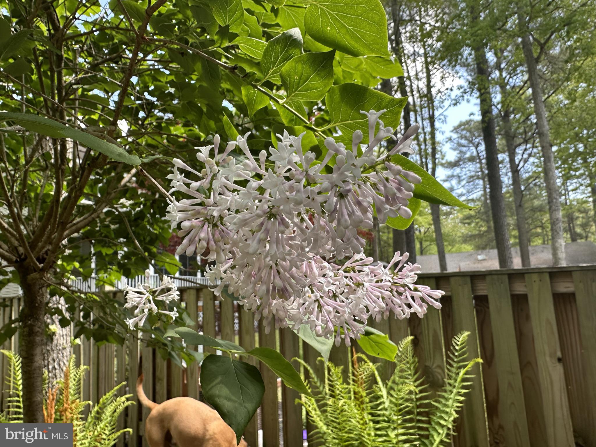 OCEAN PINES - PINEHURST - Residential