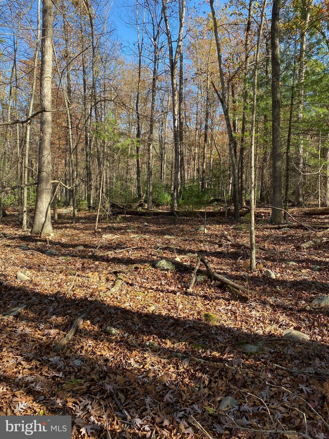 FOREST EDGE ESTATES - Land