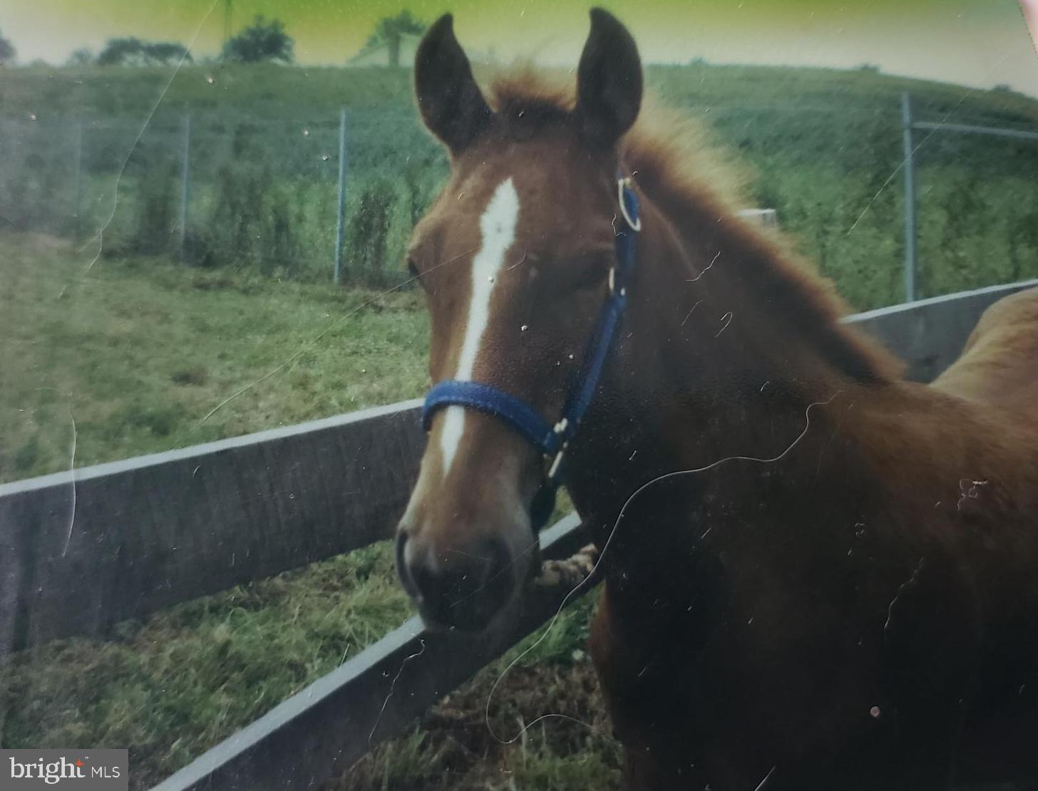 NONE AVAILABLE - Farm