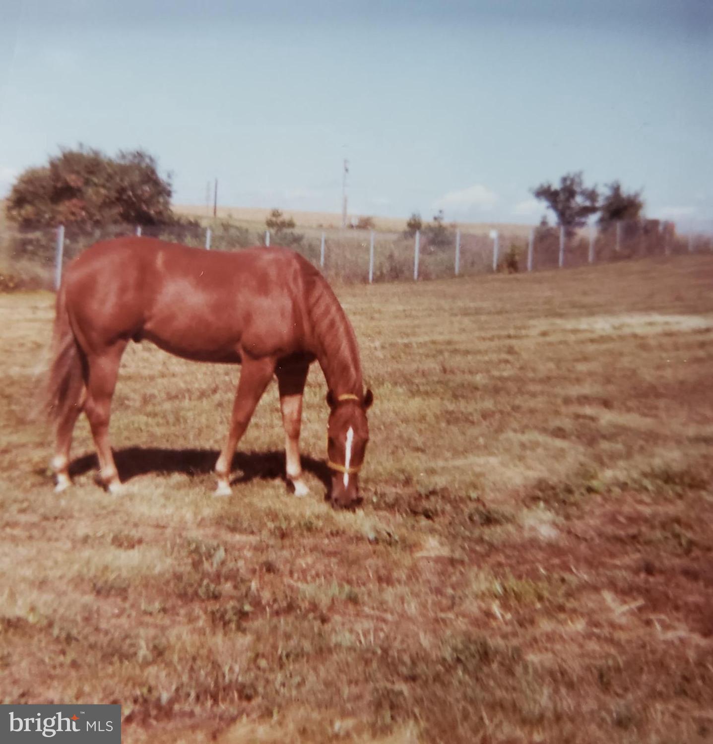 NONE AVAILABLE - Farm