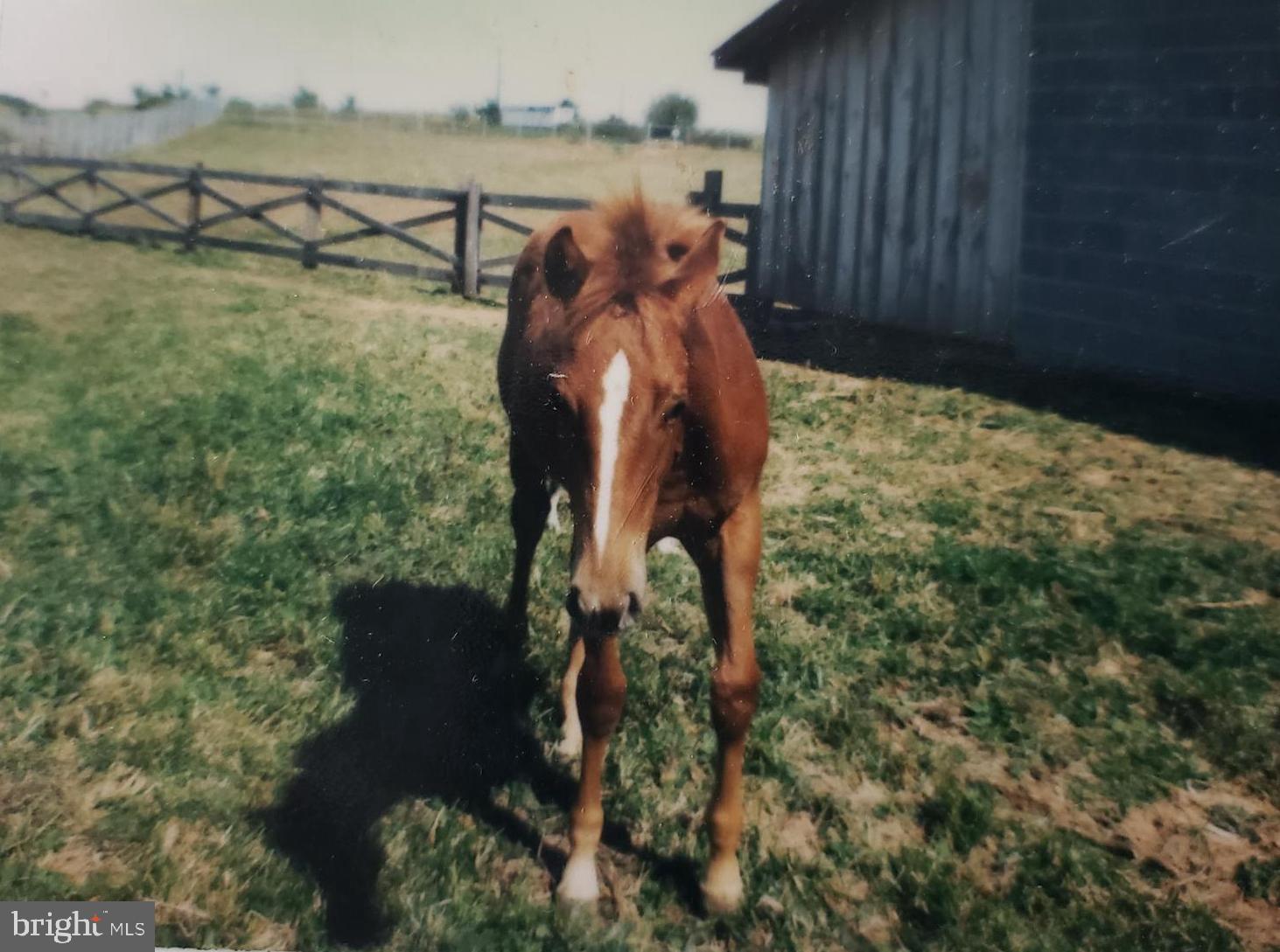 NONE AVAILABLE - Farm