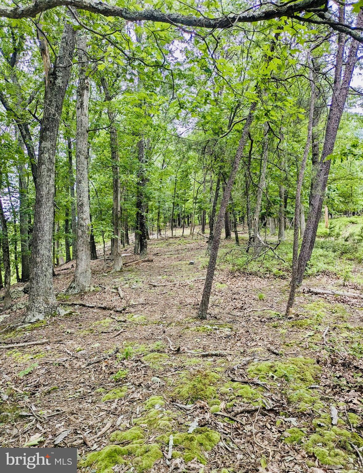 POTOMAC ISLAND RIDGE - Land