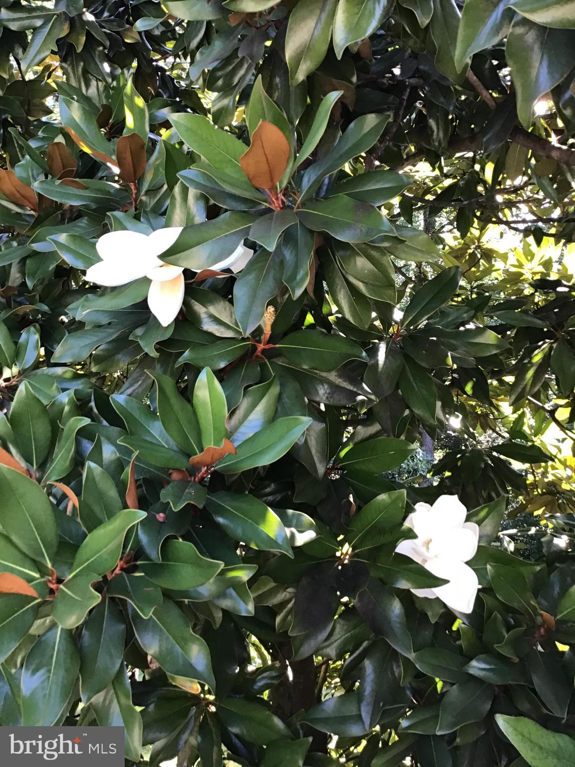 WOODSIDE ESTATES - Residential