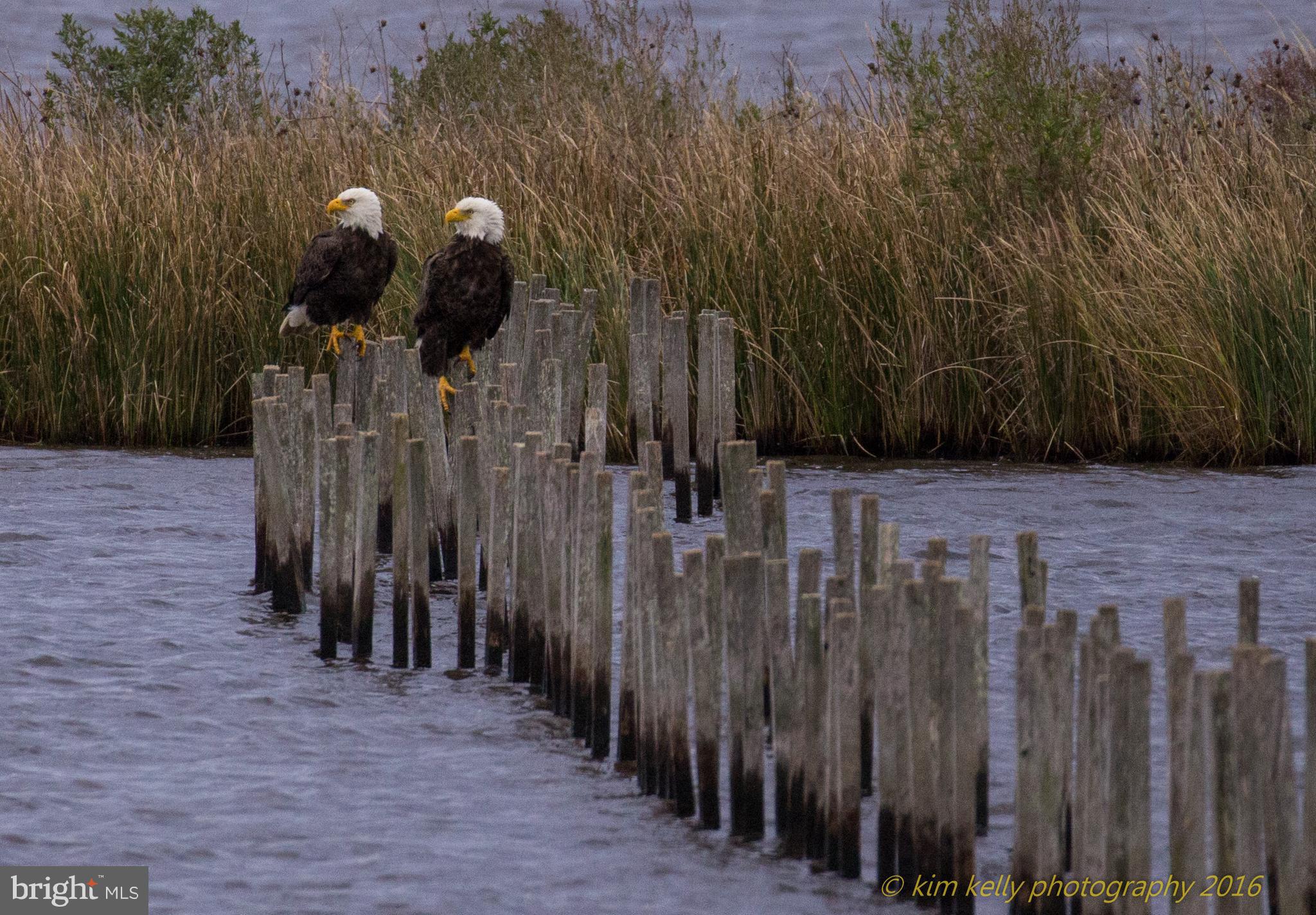 WHITEHALL BEACH - Residential Lease