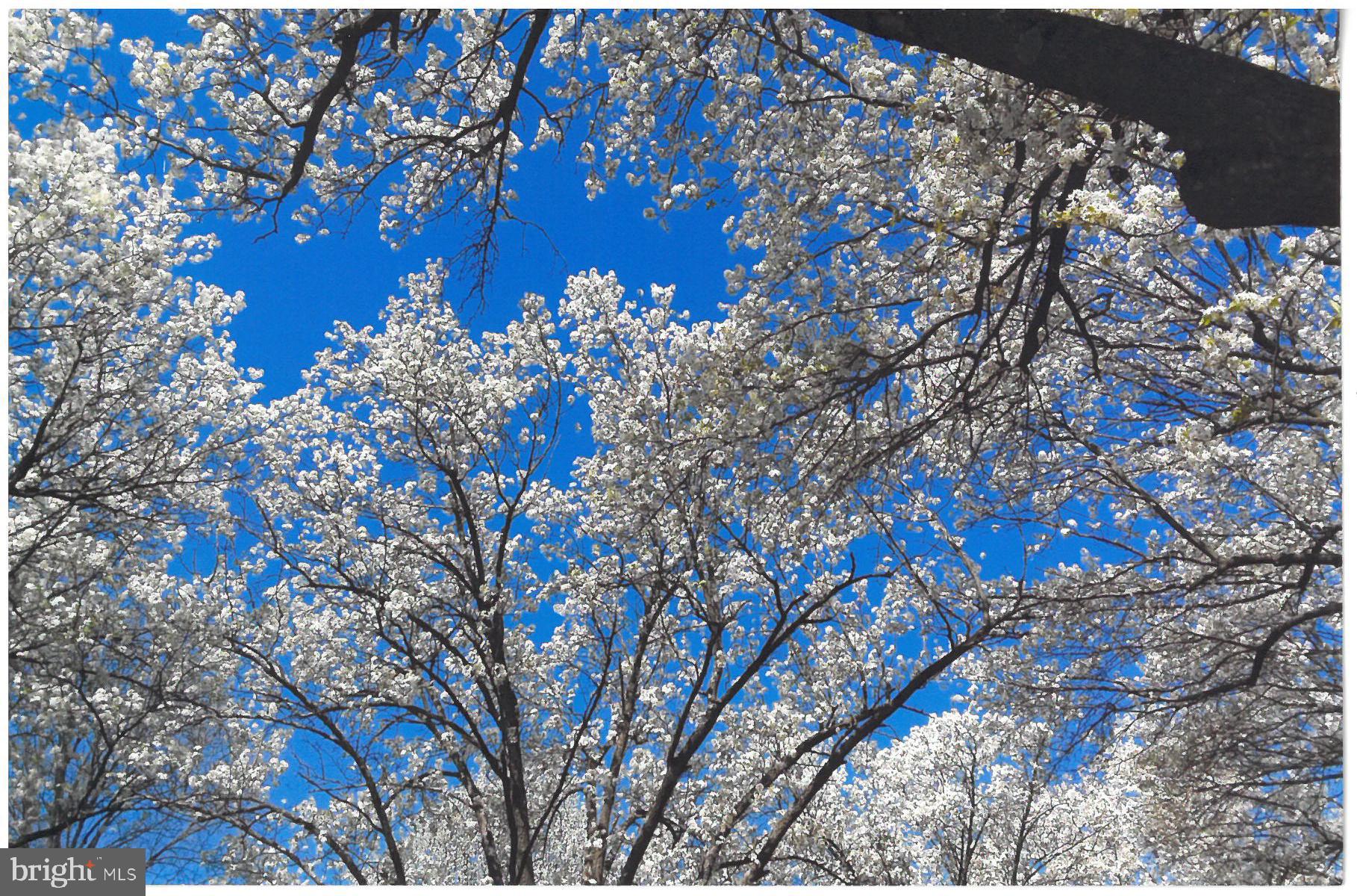 SEMINARY RIDGE - Residential