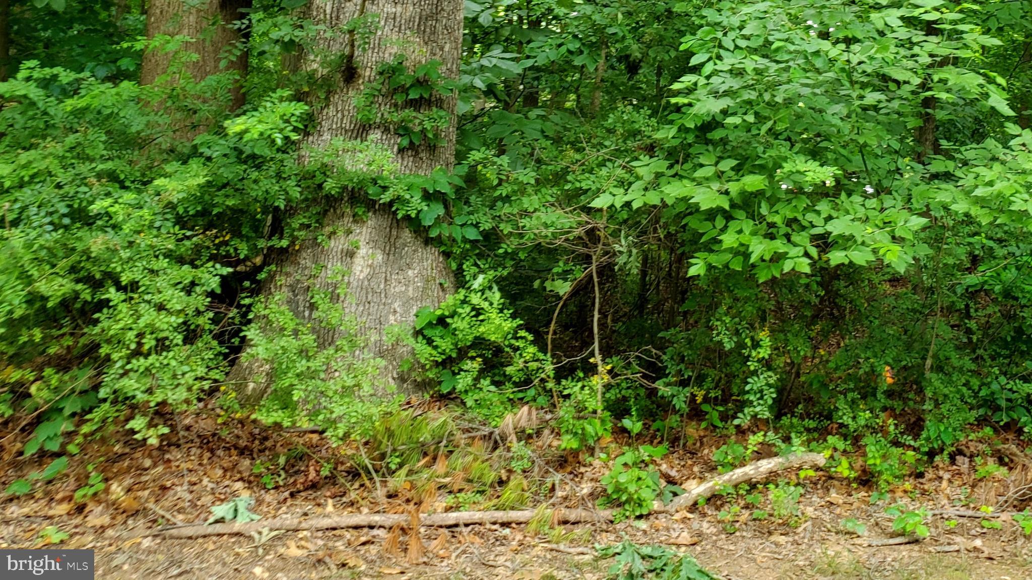 CLARY'S FOREST - Residential Lease