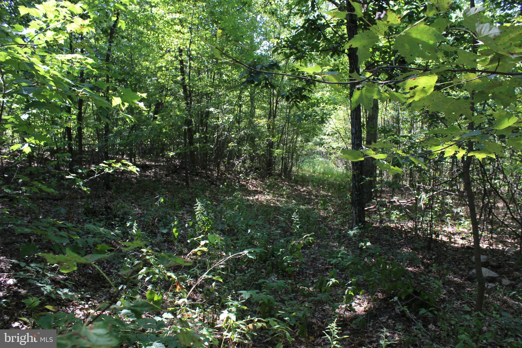 MOUNTAIN WALK - Land