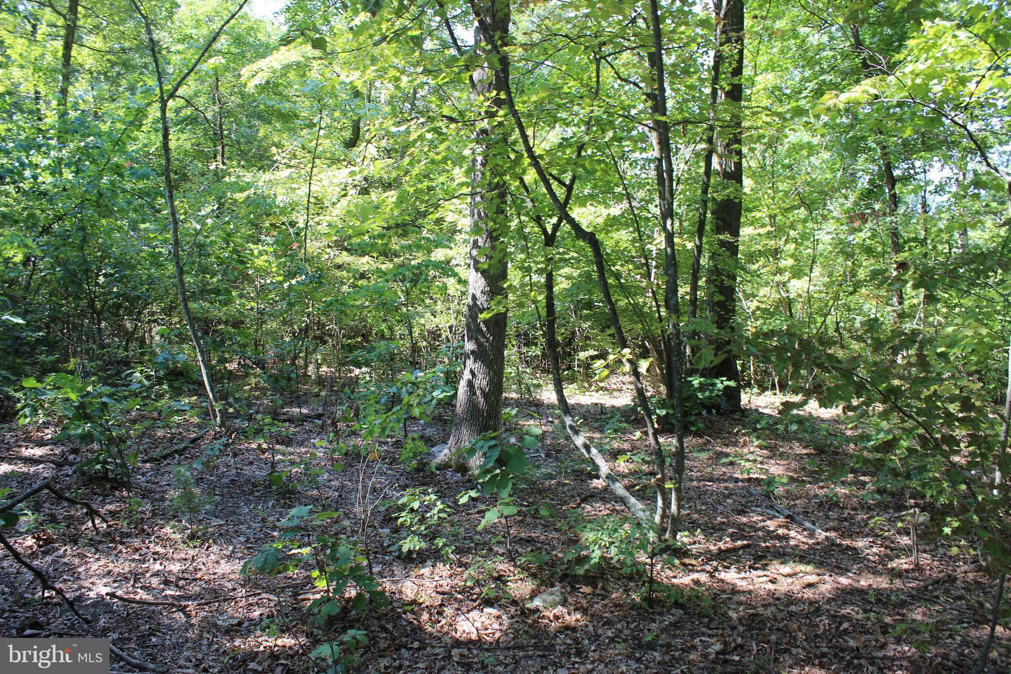 MOUNTAIN WALK - Land