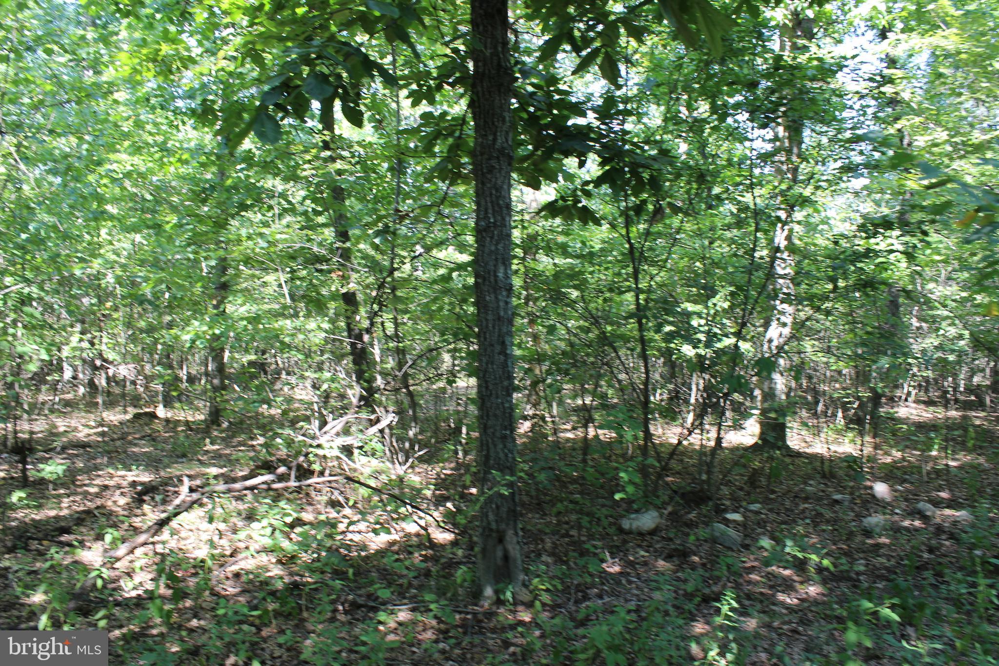 MOUNTAIN WALK - Land