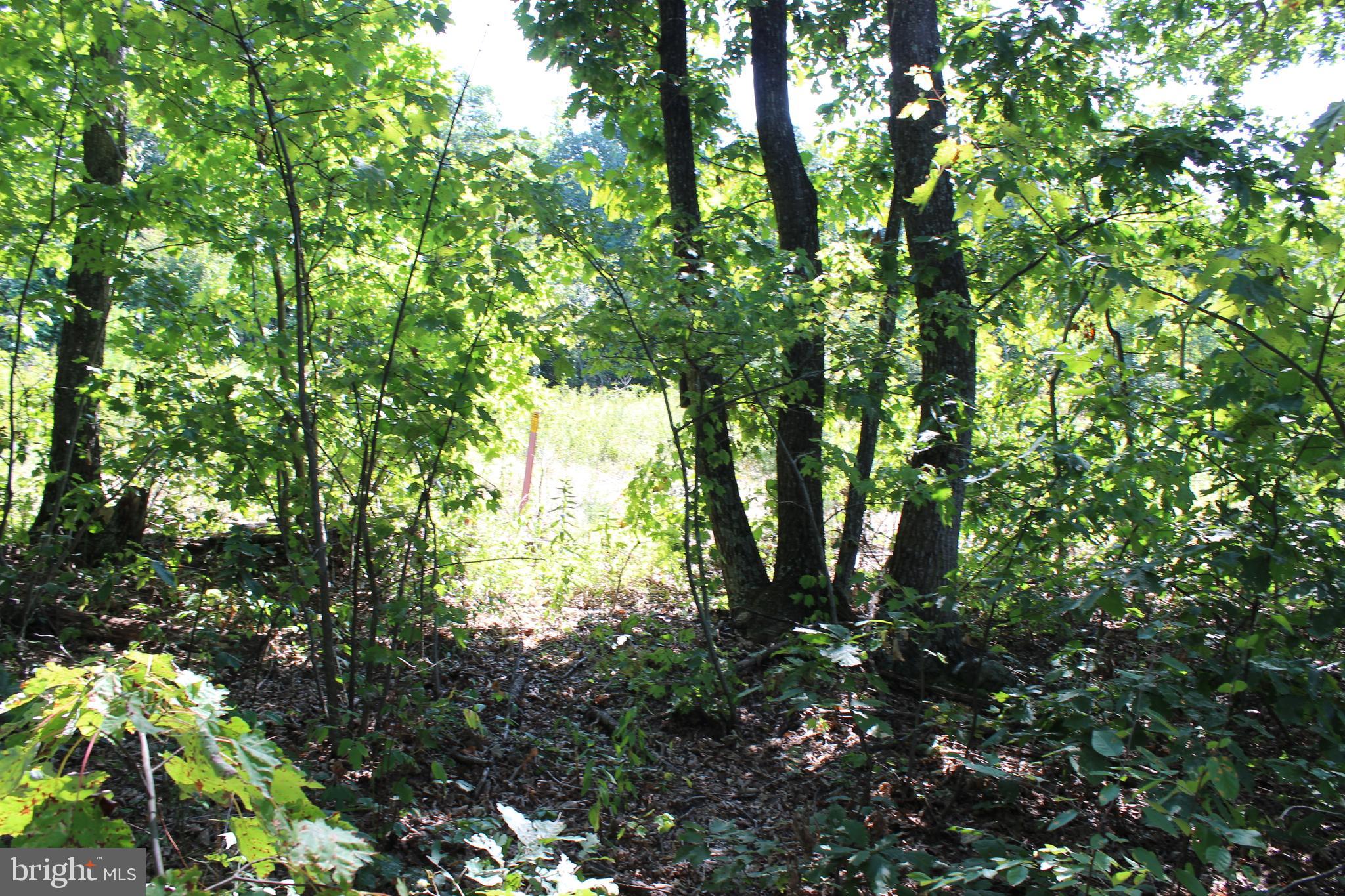 MOUNTAIN WALK - Land