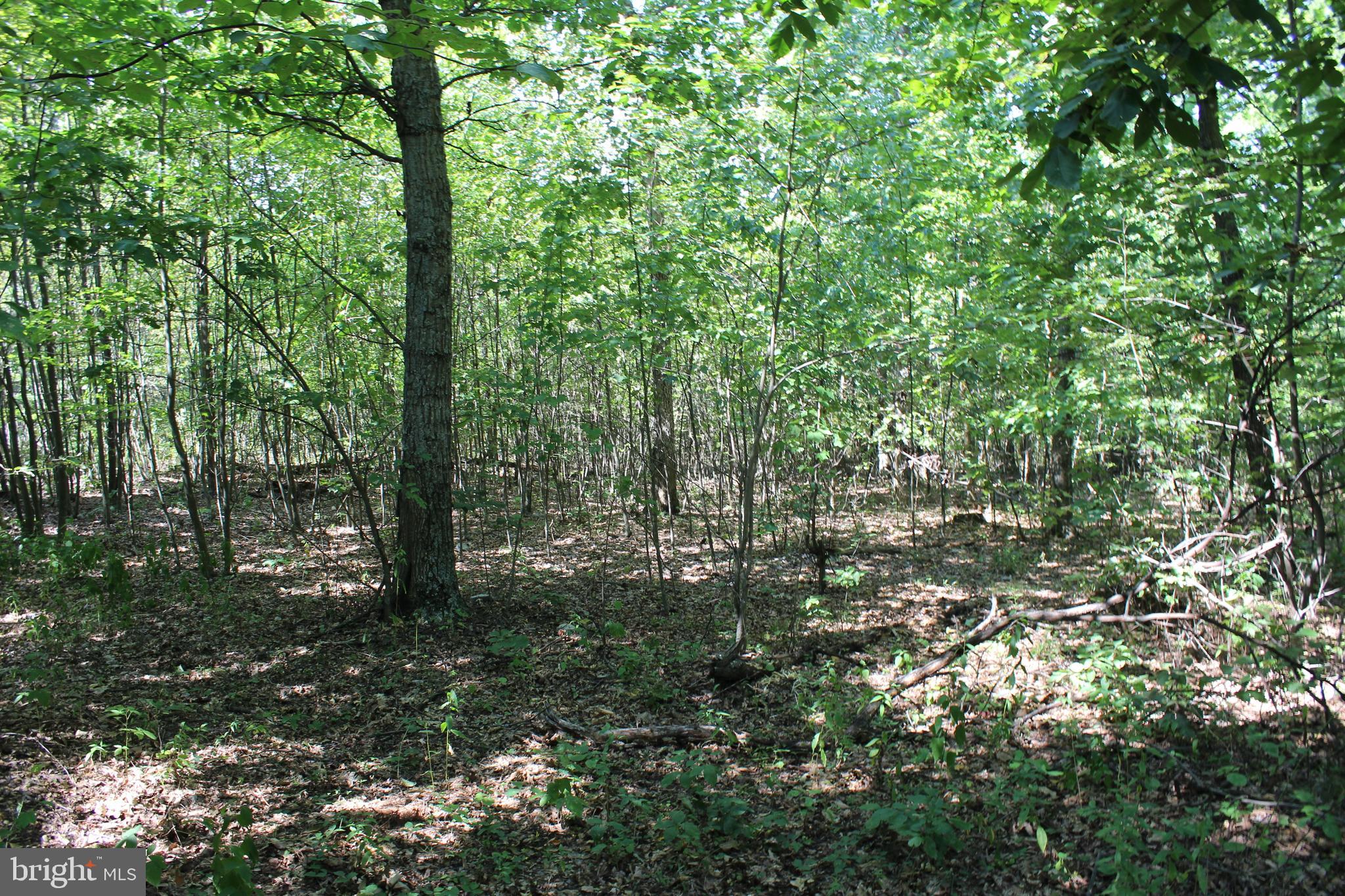 MOUNTAIN WALK - Land