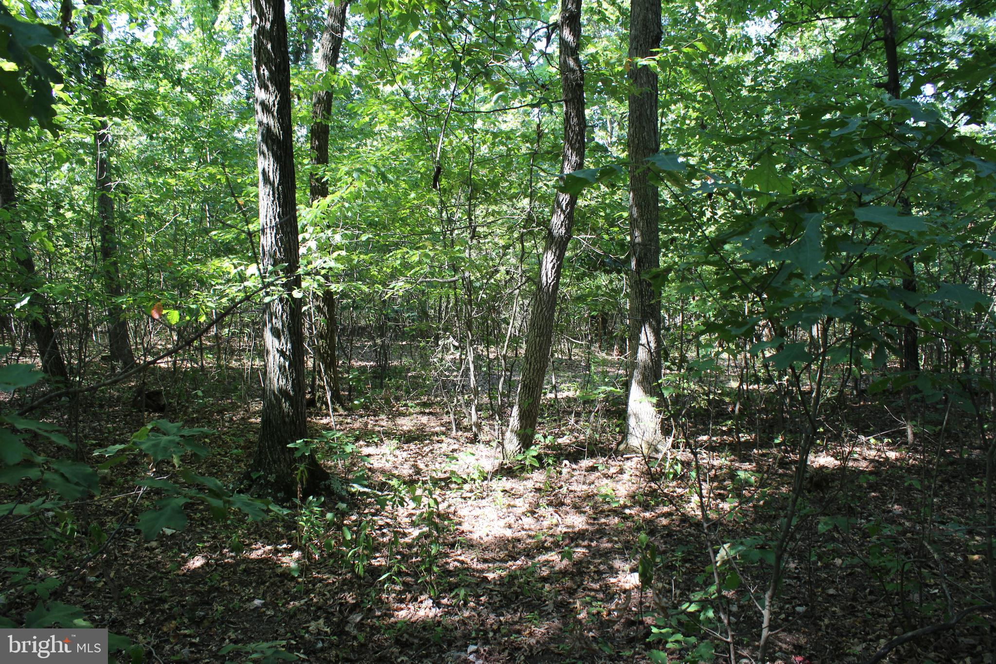 MOUNTAIN WALK - Land