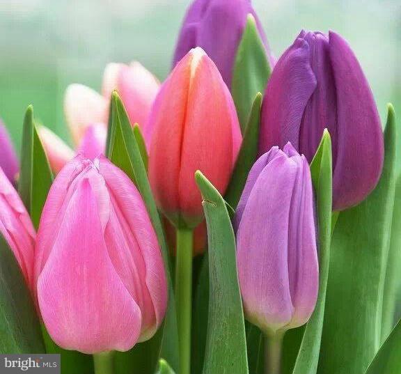 CAMELOT - Residential Lease