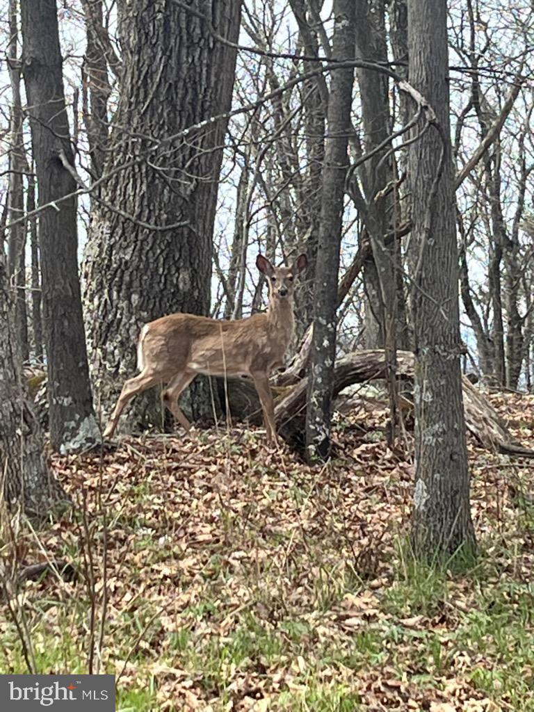 QUAINT HILLS MOUNTAIN SECTION - Land