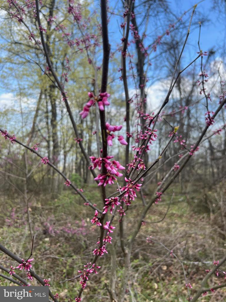 QUAINT HILLS MOUNTAIN SECTION - Land
