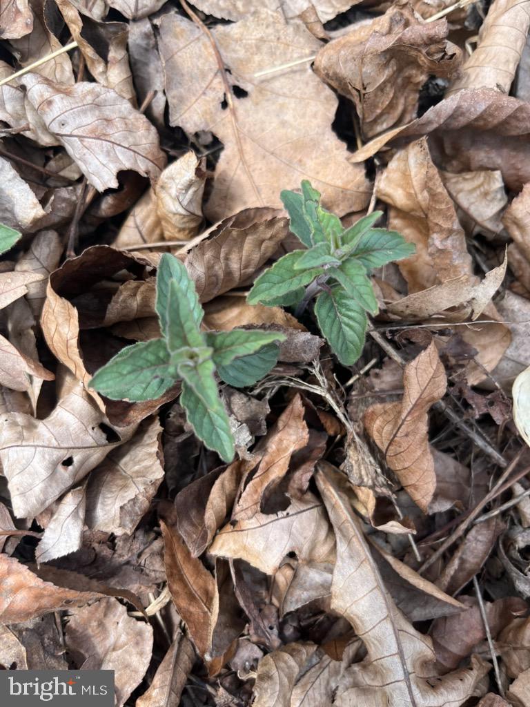 QUAINT HILLS MOUNTAIN SECTION - Land