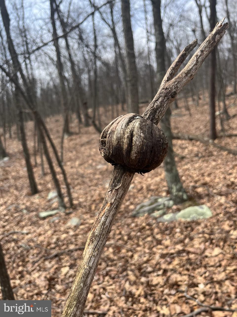 QUAINT HILLS MOUNTAIN SECTION - Land